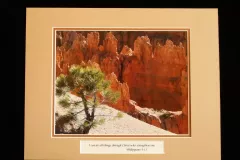 Pinyon Pine, Bryce Canyon, Utah